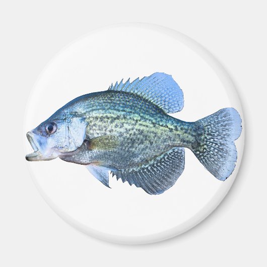 Crappie-visserij Magneet (Voorkant)
