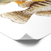 Crappies & Sunfish Poster (Hoek)