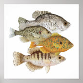 Crappies & Sunfish Poster (Voorkant)