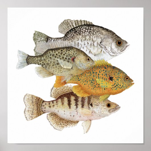 Crappies & Sunfish Poster (Voorkant)