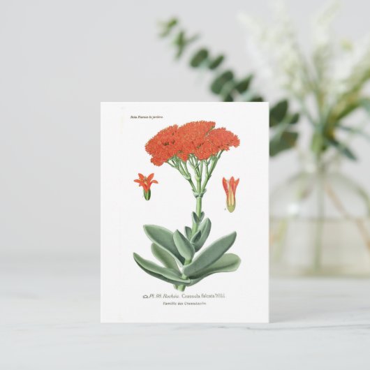 Crassula falcata briefkaart (Staand voorkant)