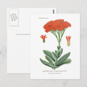 Crassula falcata briefkaart (Voorkant / Achterkant)