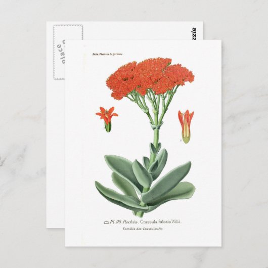 Crassula falcata briefkaart (Voorkant / Achterkant)