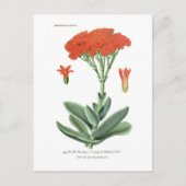 Crassula falcata briefkaart (Voorkant)