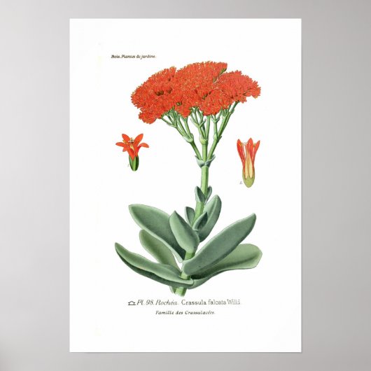 Crassula falcata poster (Voorkant)