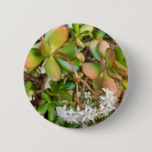 Crassula ovata Badge Ronde Button 5,7 Cm