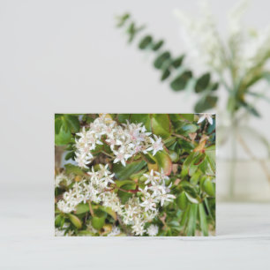 Crassula ovata briefkaart