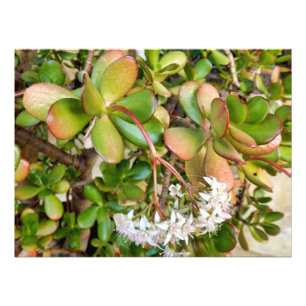 Crassula ovata foto afdruk