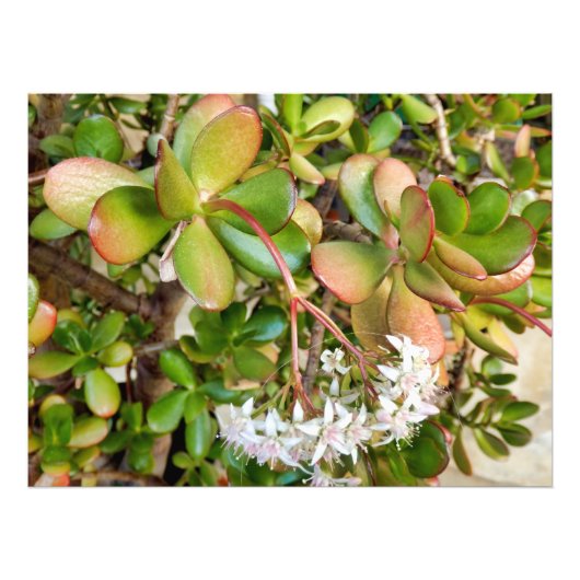 Crassula ovata foto afdruk (Voorkant)