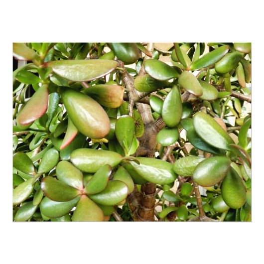 Crassula ovata foto afdruk (Voorkant)