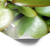 Crassula ovata foto afdruk (Hoek)