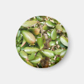 Crassula ovata magneet (Voorkant)