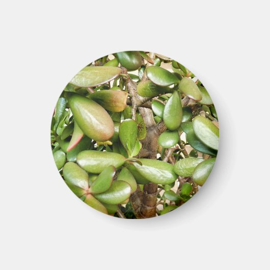 Crassula ovata magneet (Voorkant)