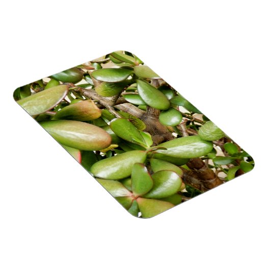 Crassula ovata magneet (Rechterzijde)