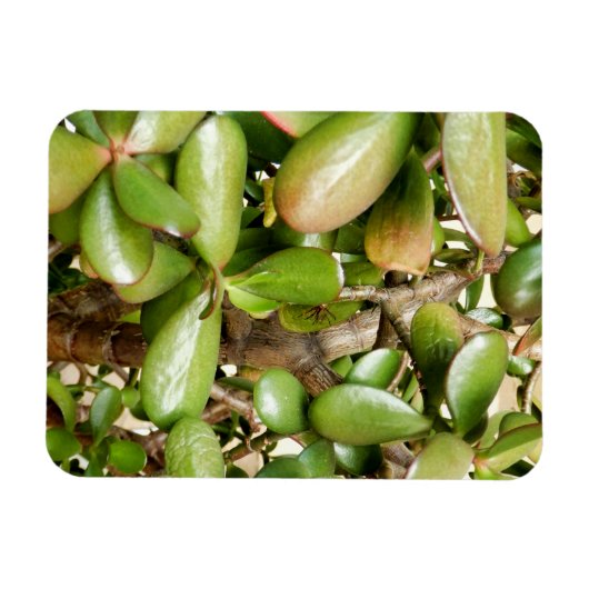 Crassula ovata magneet (Horizontaal)