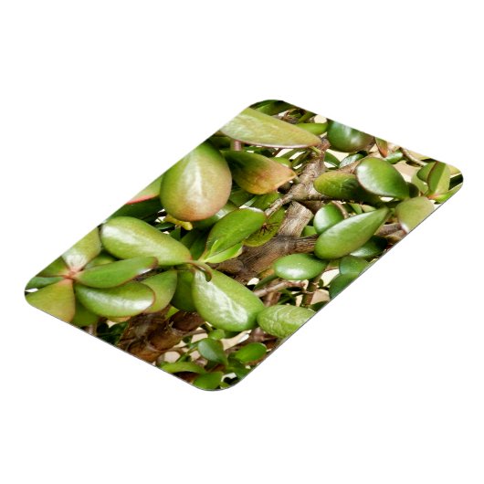 Crassula ovata magneet (Linkerzijde)