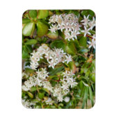 Crassula ovata magneet (Verticaal)