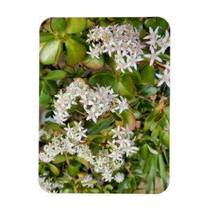 Crassula ovata magneet