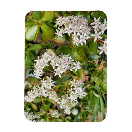 Crassula ovata magneet (Verticaal)