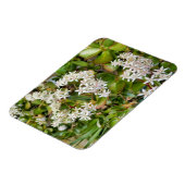 Crassula ovata magneet (Linkerzijde)