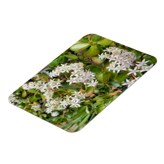 Crassula ovata magneet (Linkerzijde)