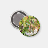 Crassula ovata magneet (Voorkant / Achterkant)