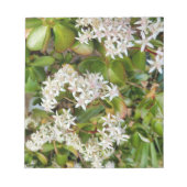 Crassula ovata notitieblok (Voorkant)