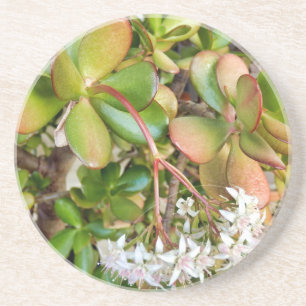 Crassula ovata zandsteen onderzetter
