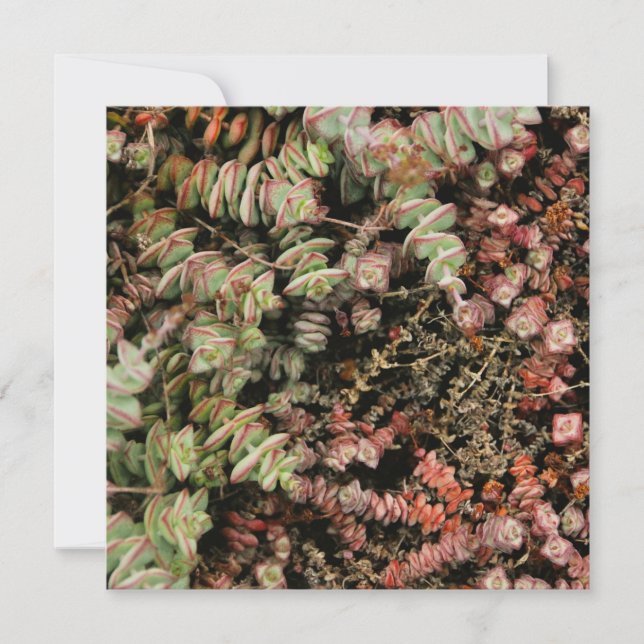 Crassula perforata (Voorkant)