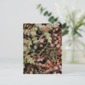 Crassula perforata briefkaart (Staand voorkant)