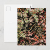 Crassula perforata briefkaart (Voorkant / Achterkant)