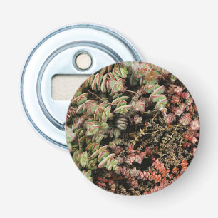Crassula perforata button flesopener