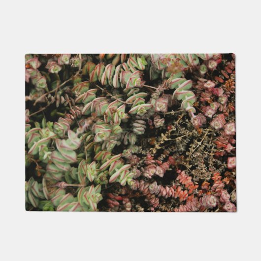 Crassula perforata deurmat (Voorkant)