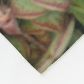 Crassula perforata fleece deken (Hoek)