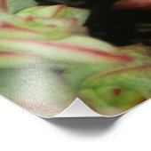 Crassula perforata foto afdruk (Hoek)