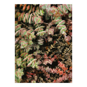 Crassula perforata foto afdruk