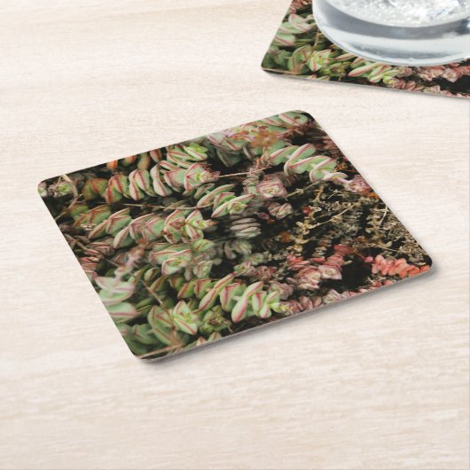 Crassula perforata kartonnen onderzetters (Schuin)