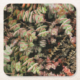 Crassula perforata kartonnen onderzetters