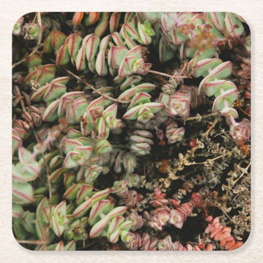 Crassula perforata kartonnen onderzetters (Voorkant)