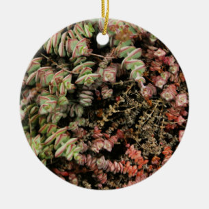 Crassula perforata keramisch ornament