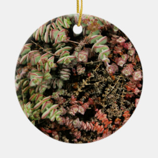 Crassula perforata keramisch ornament