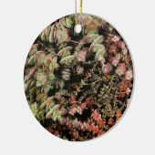 Crassula perforata keramisch ornament (Links)