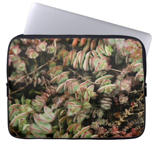 Crassula perforata laptop sleeve (Voorkant)