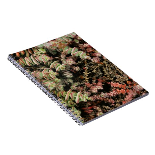 Crassula perforata notitieboek (Rechterzijde)