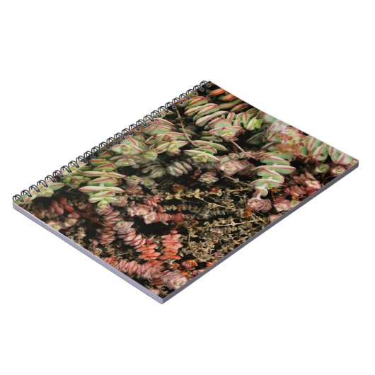 Crassula perforata notitieboek (Linkerzijde)