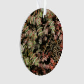 Crassula perforata ornament (voorkant)