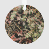 Crassula perforata ornament (achterkant)
