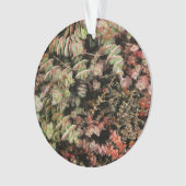 Crassula perforata ornament (voorkant)