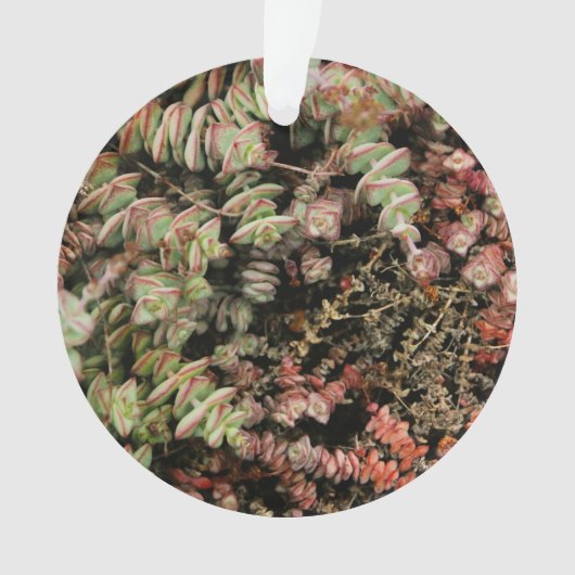Crassula perforata ornament (voorkant)