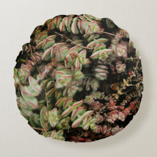 Crassula perforata rond kussen